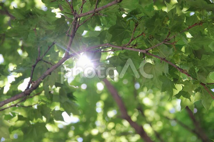 木漏れ日 葉,木,自然の写真素材