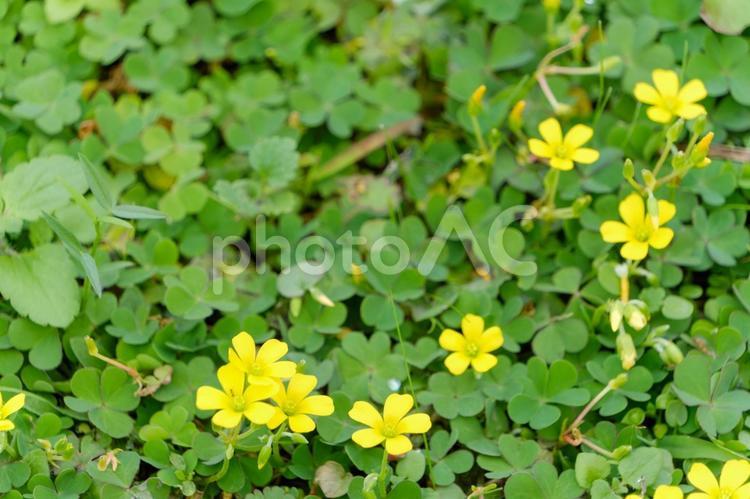 黄色いカタバミの花と緑の葉 カタバミ,黄色,花の写真素材