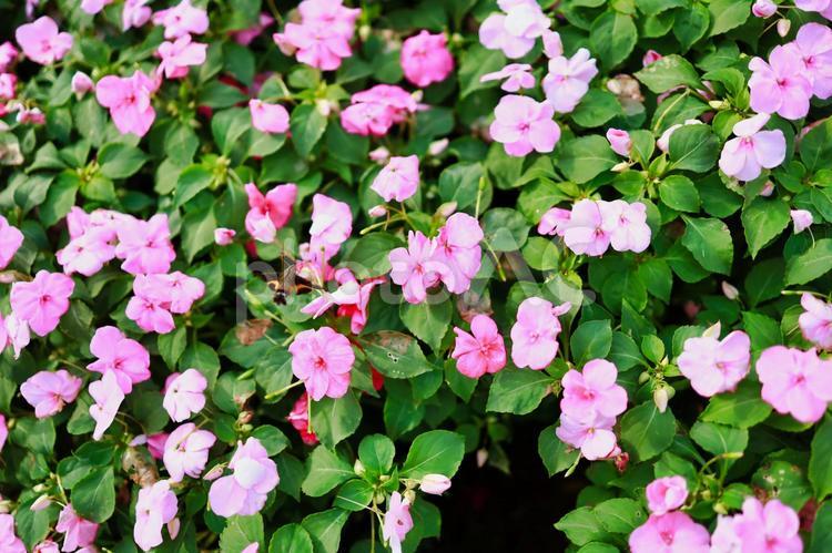 庭園の花の写真 花,ナチュラル,お洒落の写真素材