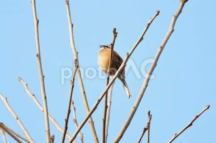 木の枝（柿の木）にとまるほおじろ ホオジロ,ほおじろ,野鳥の写真素材