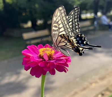アゲハと百日草 アゲハと百日草の写真