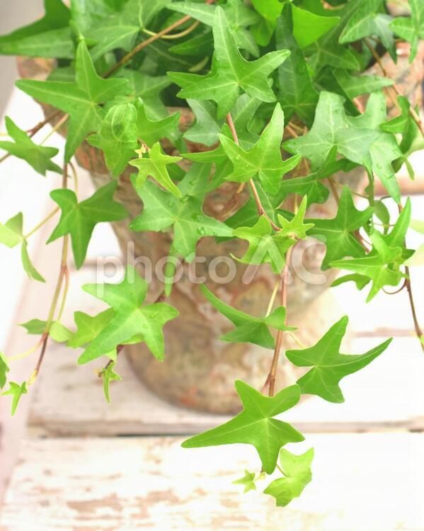 アイビーの鉢植え、ガーデニング アイビー,観葉植物,鉢植えの写真素材