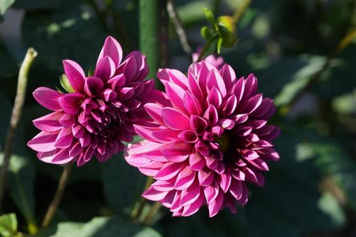 ダリア（スティーブ）の写真