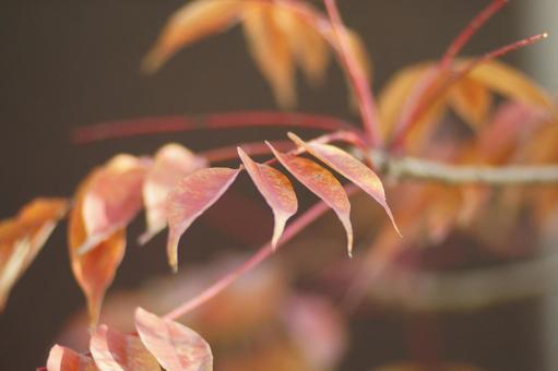 紅葉 紅葉の写真
