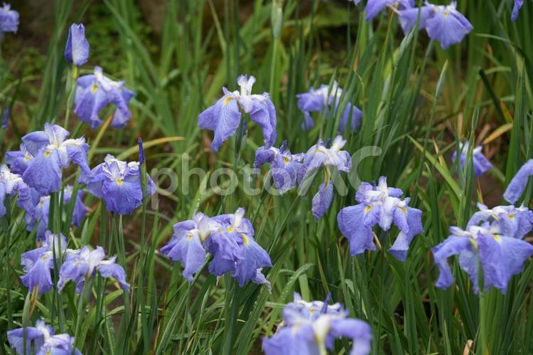 ハナショウブ（花菖蒲：垂藍） ハナショウブ,花菖蒲,垂藍の写真素材