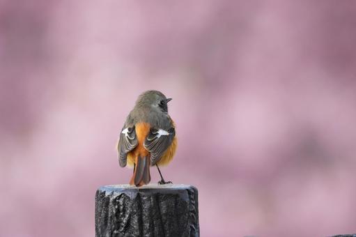 ピンク背景のジョウビタキ ピンク背景のジョウビタキの写真