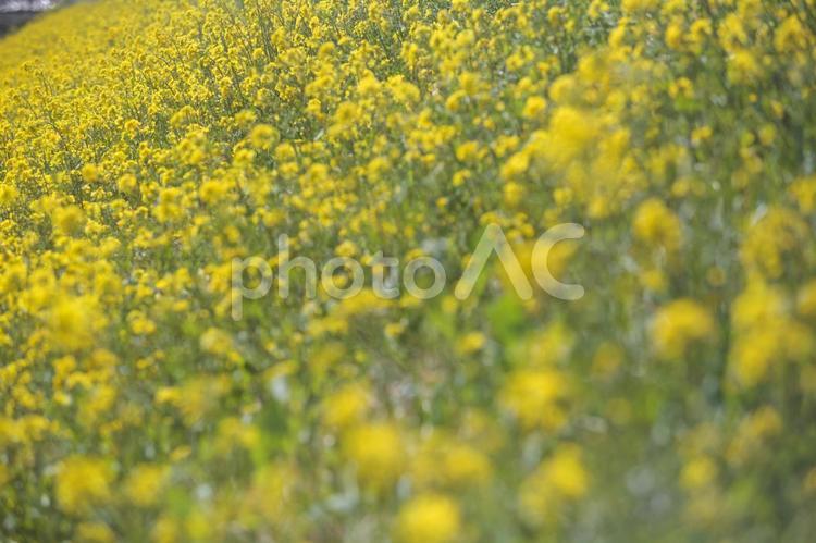 菜の花の絨毯 江戸川,土手,一面の写真素材
