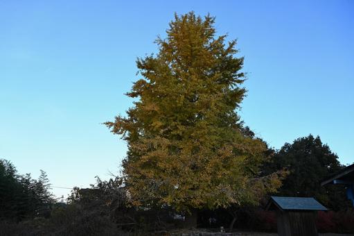近所の神社で色づき始めた銀杏 自然,秋,素材の写真素材
