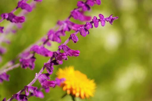 アメジストセージの写真