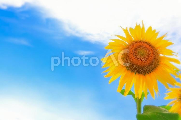 爽やかな青空と鮮やかな向日葵の花 植物,花,向日葵の写真素材