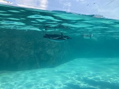 泳ぐフンボルトペンギン 泳ぐフンボルトペンギン 海,水族館,葛西臨海公園の写真素材