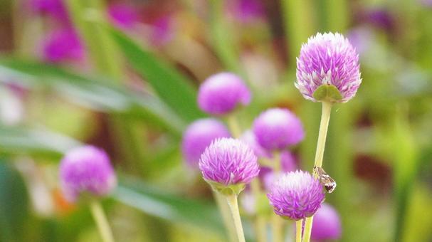 秋の花-327 秋の花-327の写真