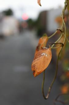 秋の訪れ 秋の訪れの写真