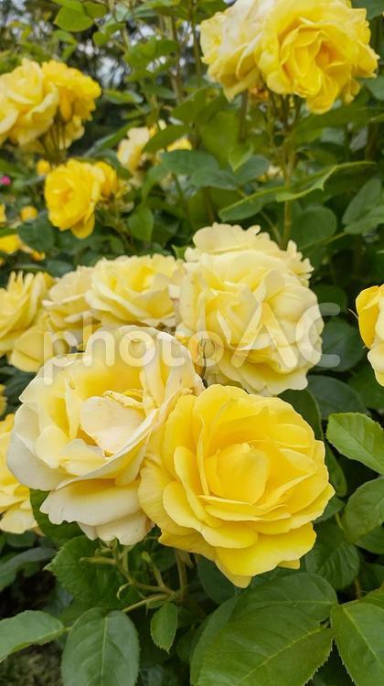薔薇の花、箱根強羅公園にて 薔薇の花,鮮やか,黄色の写真素材
