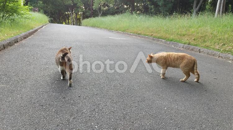 二匹の野良猫 猫,ネコ,ねこの写真素材