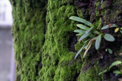 Photo, moss, moss on a cherry tree, skin, 