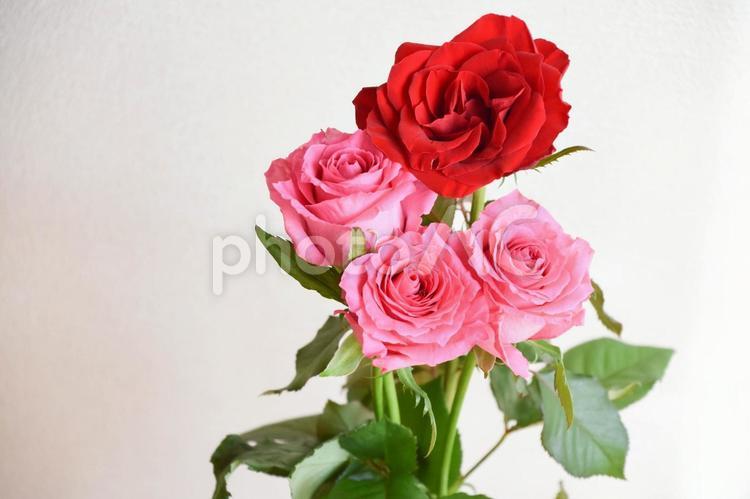 赤とピンクのばら ばら,薔薇,赤の写真素材
