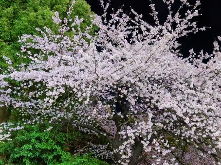 夜の公園に咲く桜 夜の公園に咲く桜の写真