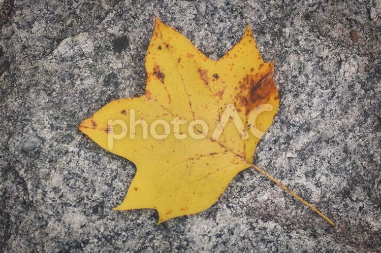 カエデの落ち葉 紅葉,秋,11月の写真素材