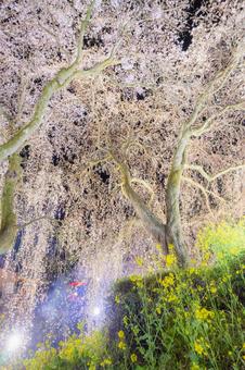 福岡-【法華原華庭園の桜】 福岡,桜,名所の写真素材
