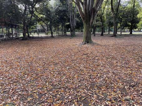 秋 落葉,秋,茶色の写真素材