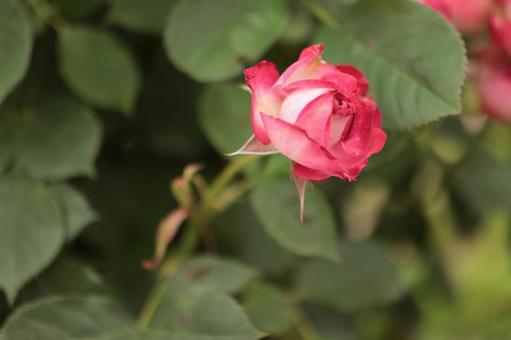 バラ園にて綺麗な薔薇を撮影た写真 バラ園にて綺麗な薔薇を撮影た写真の写真