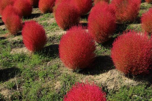 赤色のコキア 赤色,コキア,ホウキギの写真素材