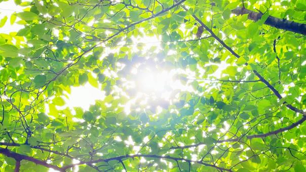 明るく癒しの森 新緑の木洩れ日 明るく癒しの森 新緑の木洩れ日の写真