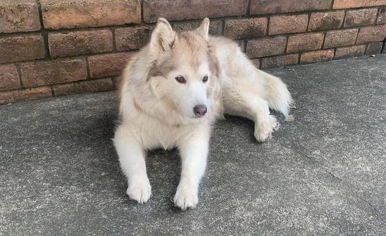 dog taking a break, الكلب, عائلة, الحيوانات الأليفة, JPG