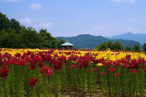 今年も鮮やかに咲きましたゆり公園 今年も鮮やかに咲きましたゆり公園 ゆり,百合,球根の写真素材