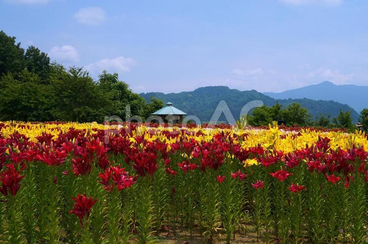 今年も鮮やかに咲きましたゆり公園 ゆり,百合,球根の写真素材