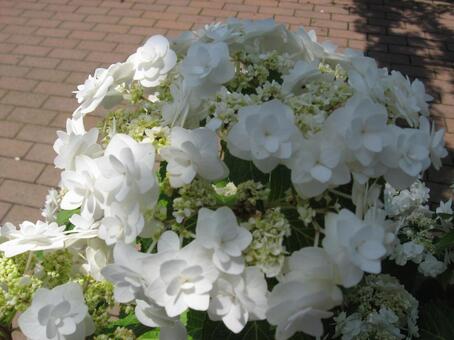 あじさいの写真