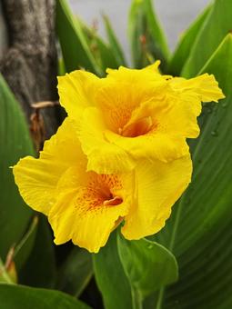 花壇の花 花壇の花,花,春の写真素材