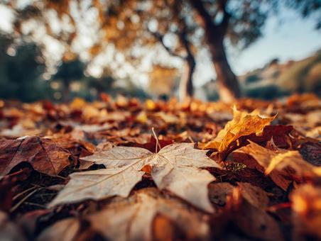 ローアングルで捉えた落ち葉の絨毯の写真