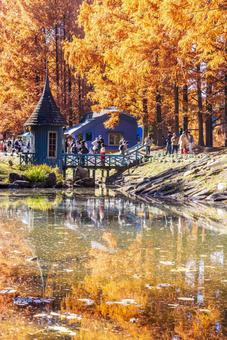 あけぼの子どもの森公園　秋の風景 紅葉,秋,公園の写真素材