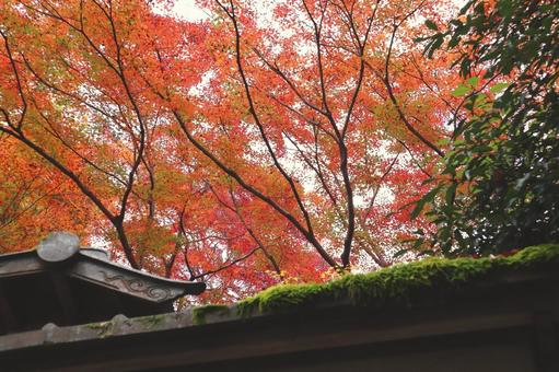 見上げた紅葉の景色 見上げた紅葉の景色 紅葉,秋,もみじの写真素材