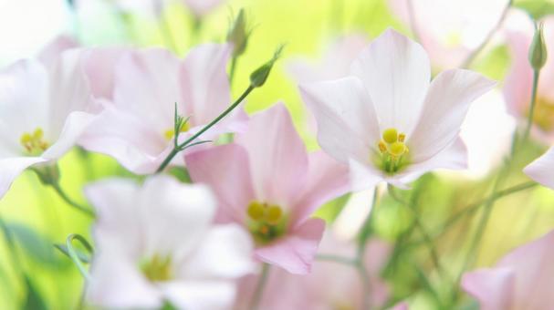 秋の花-307 秋の花-307の写真