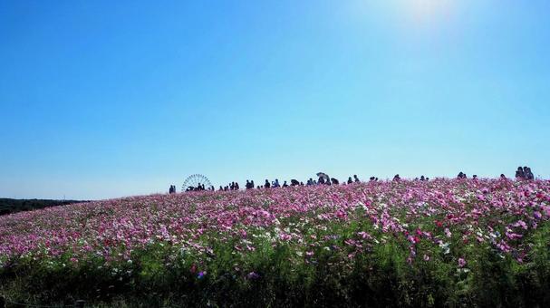 秋のひたち海浜公園・コスモス畑(茨城県) 秋のひたち海浜公園・コスモス畑(茨城県) 秋,コスモス,国営ひたち海浜公園の写真素材