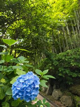 鎌倉 明月院のアジサイと竹林 鎌倉 明月院のアジサイと竹林の写真