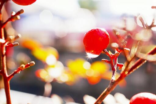 雨上がりの赤い実の写真