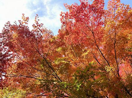 秋麗 03 紅葉,イロハモミジ,真っ赤の写真素材