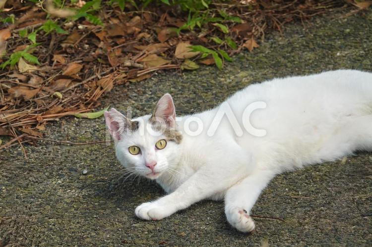 カメラ目線のシロキジ猫 ネコ,のらねこ,動物の写真素材