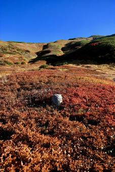 10年ぶりの紅葉当たり年 10年ぶりの紅葉当たり年 立山,室堂,紅葉の写真素材