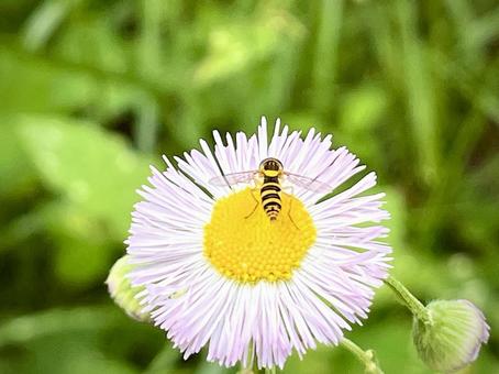 ハルジオンにとまるヒラタアブ 07 ヒラタアブ,虫,花の写真素材