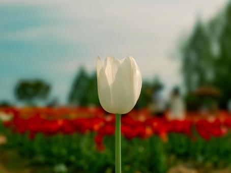 White tulips, JPG