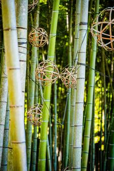 栃木県　竹林 栃木,栃木県,宇都宮市の写真素材