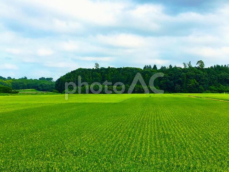 茨城の田園風景 田園,水田,稲作の写真素材