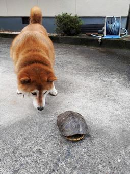 犬とカメ 犬,動物,ペットの写真素材