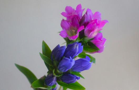 ピンクと青色の花 ピンクと青色の花の写真