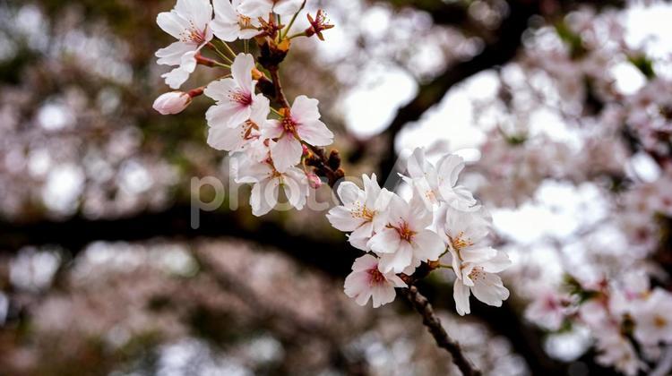満開の桜のクローズアップ　マクロ撮影 桜まつり,ソメイヨシノ,桜並木の写真素材